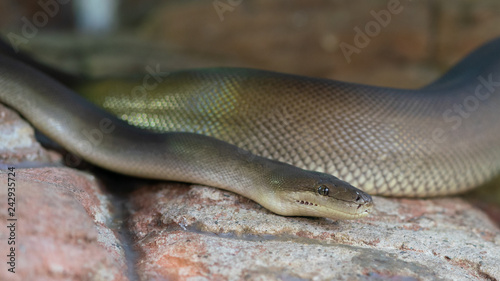 Close up view of an Olive Python or Liasis olivaceus in Australia