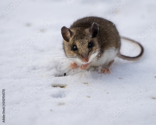 Wild mouse in the snow