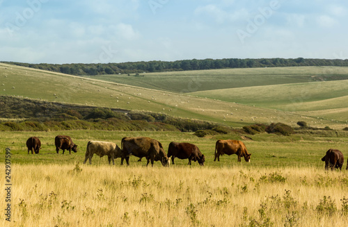 Fototapeta Naklejka Na Ścianę i Meble -  Herd of cows in countryside field