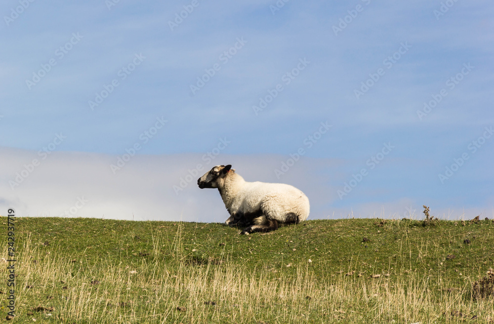 Single white sheep in countryside Single white sheep in countryside