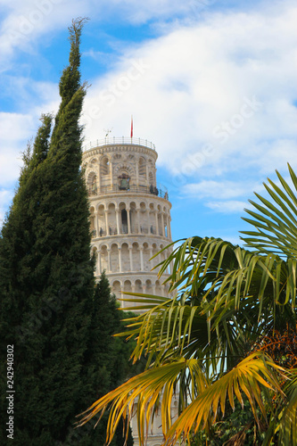Leaning tower of Pisa, symbol of Italy, view from city wall with green cypress and palm tree, Tuscany