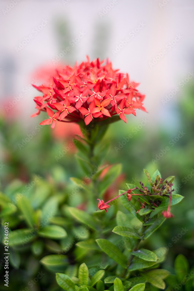 close up bouquet of red spike flower or red ixora flower with green leaves. close up bouquet of red spike flower or red ixora flower with green leaves.