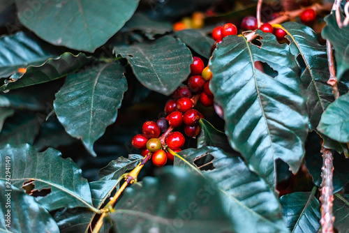 Fresh coffee bean and coffee tree.
