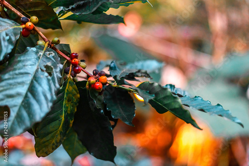 Fresh coffee bean and coffee tree.