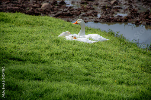 Three white ducks on the green grass.