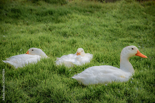 Three white ducks on the green grass.
