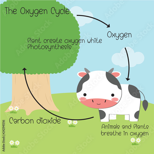 the oxygen cycle