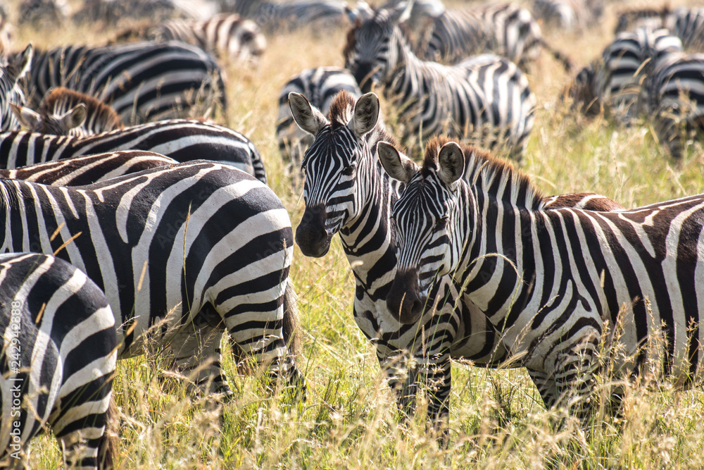 Fototapeta premium a group of zebra in Serengeti African safari 