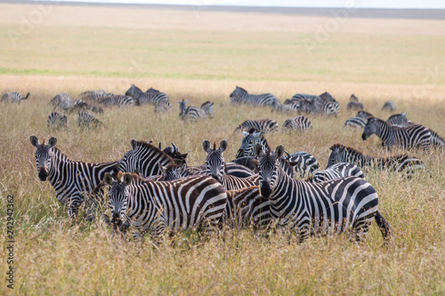 a group of zebra in Serengeti African safari 