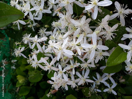 Clematis armandii photo