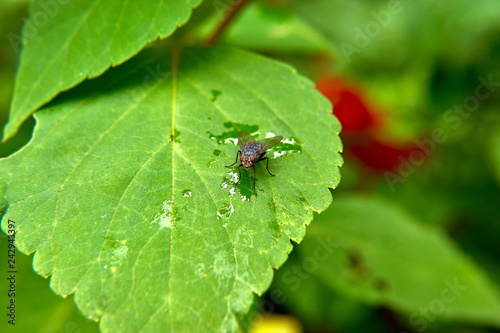 A fly on a green tree leaf © nekrasov50