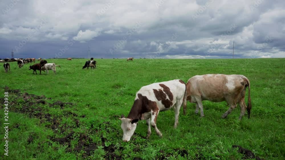 Pets cows graze in summer on a green meadow Pets cows graze in summer on a green meadow