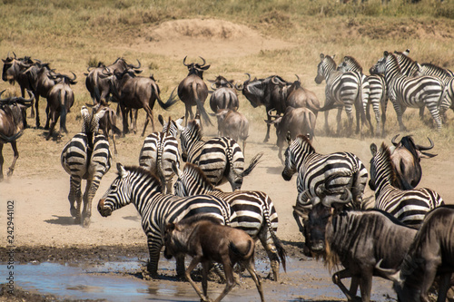 Zebra and Gnu in Serengeti African safari 