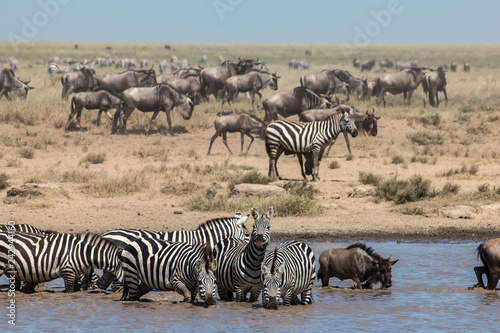 Zebra and  Gnu in Serengeti African safari 
