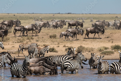 Zebra and  Gnu in Serengeti African safari 
