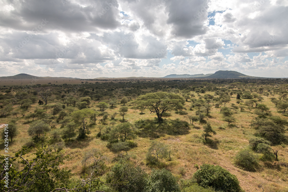 green field in Serengeti African safari 