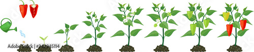 Life cycle of pepper plant. Stages of pepper growth from seed and sprout to harvest