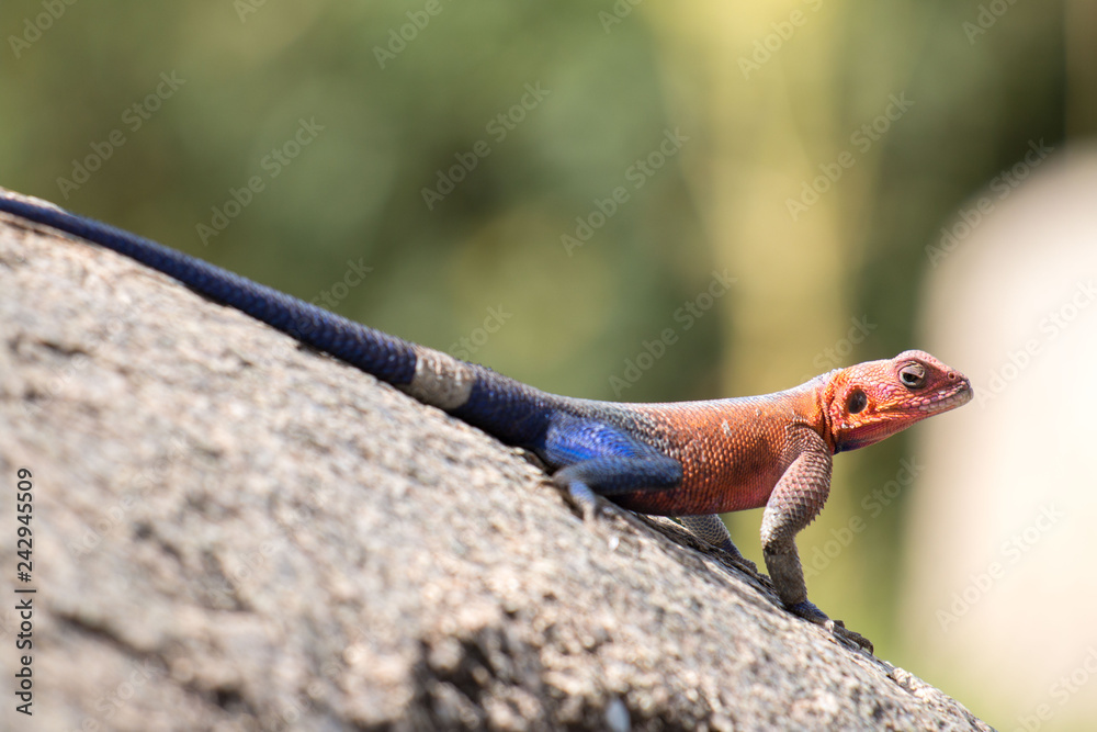 Agama mwanzae in Serengeti African safari Agama mwanzae in Serengeti African safari