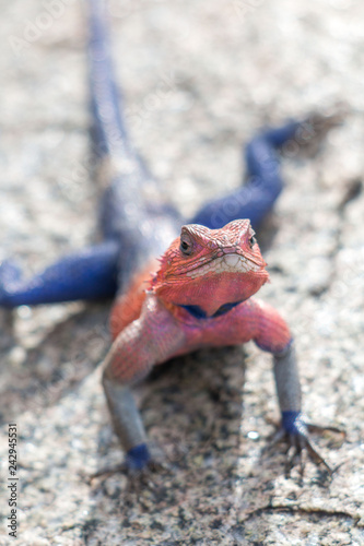 Agama mwanzae in Serengeti African safari  photo