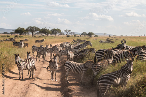 a herd of zebra in Serengeti African safari 