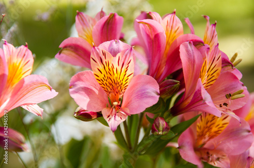 Bouquet of pink lilies on a green background