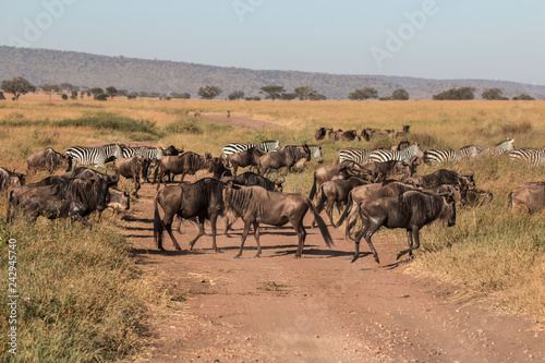 a herd of Gnu in Serengeti 