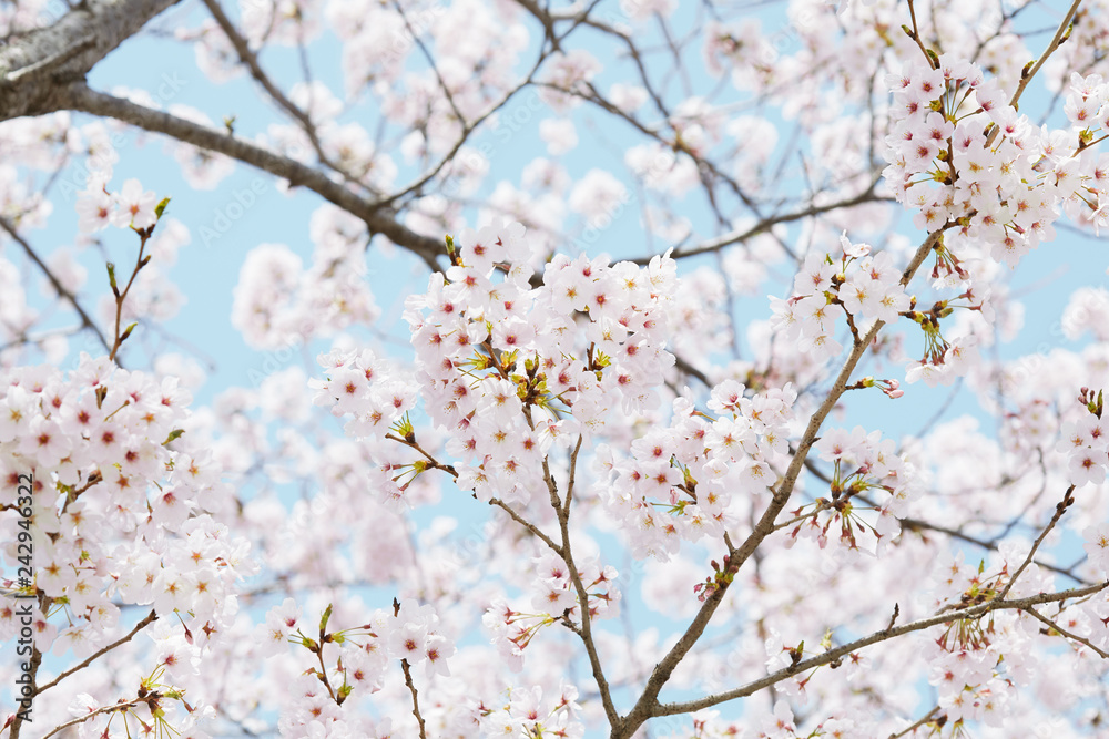 桜　ソメイヨシノ