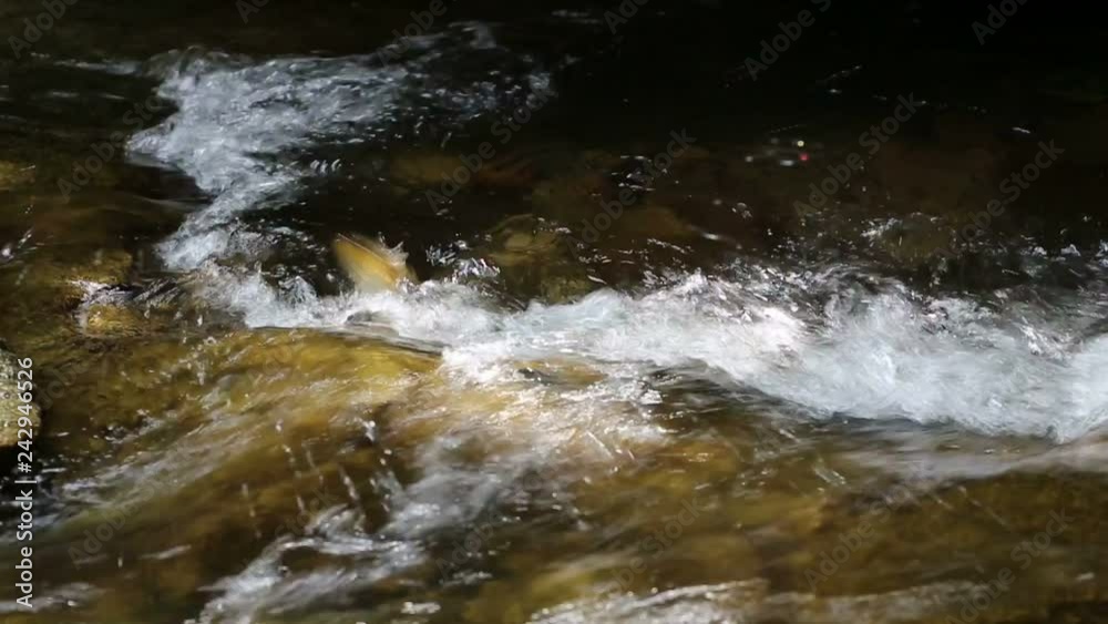 Fish Jumping up Khao Chamao waterfall Fish Jumping up Khao Chamao waterfall