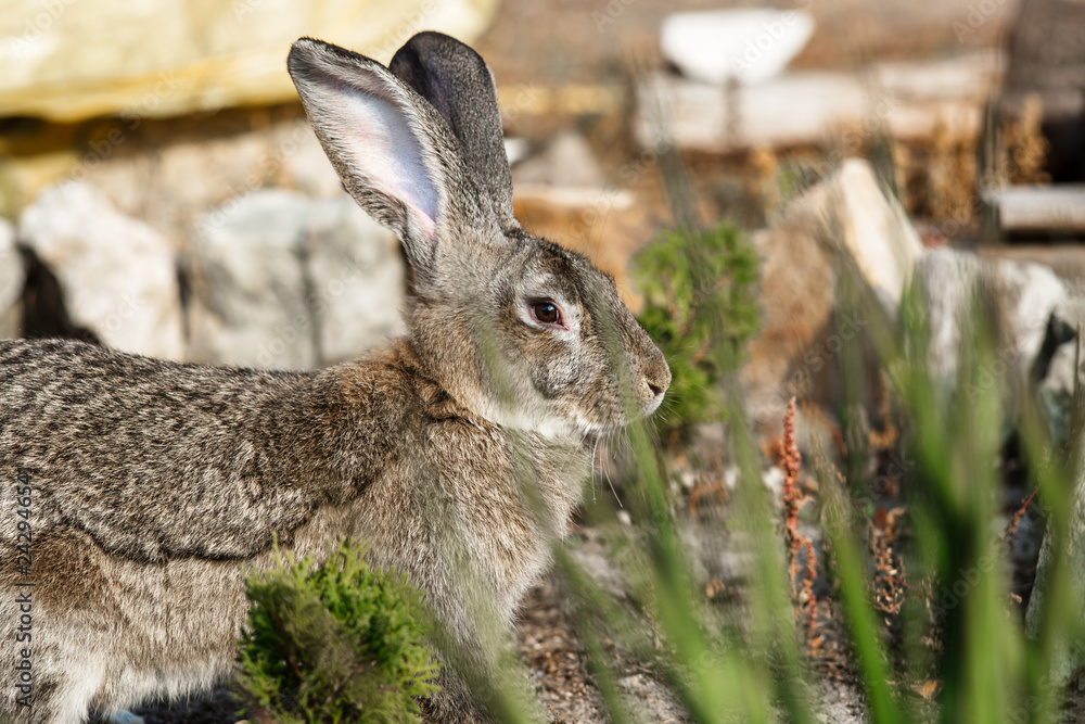 Portrait of a big beautiful rabbit in the yard Portrait of a big beautiful rabbit in the yard