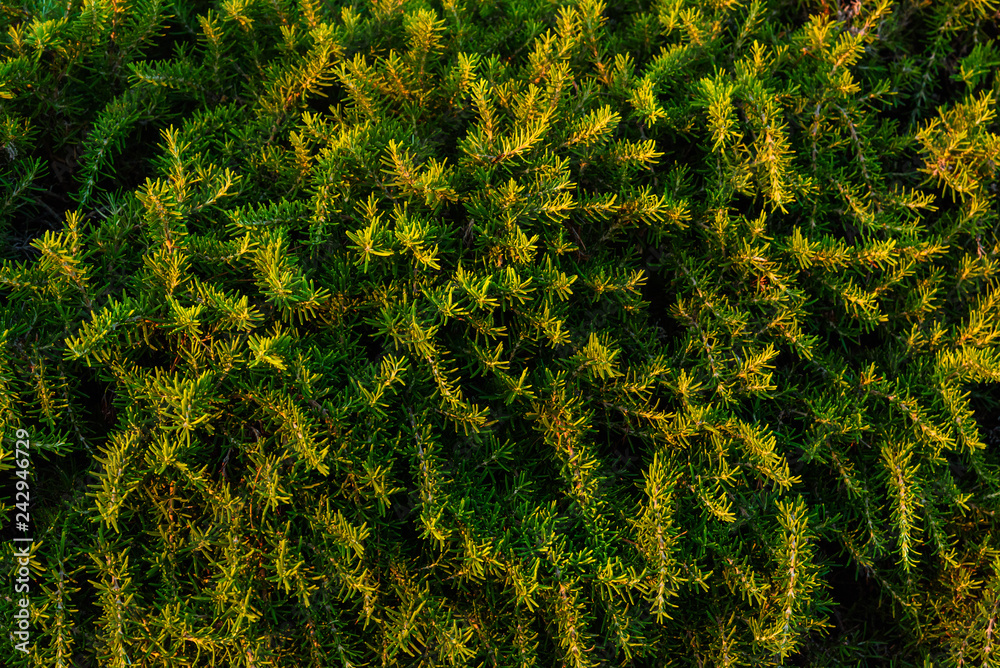 Wild Rosemary Herb Wild Rosemary Herb