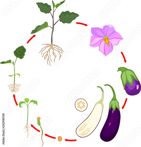 Life cycle of eggplant with root system. Growth stages from seeding to flowering and fruit-bearing aubergine plant