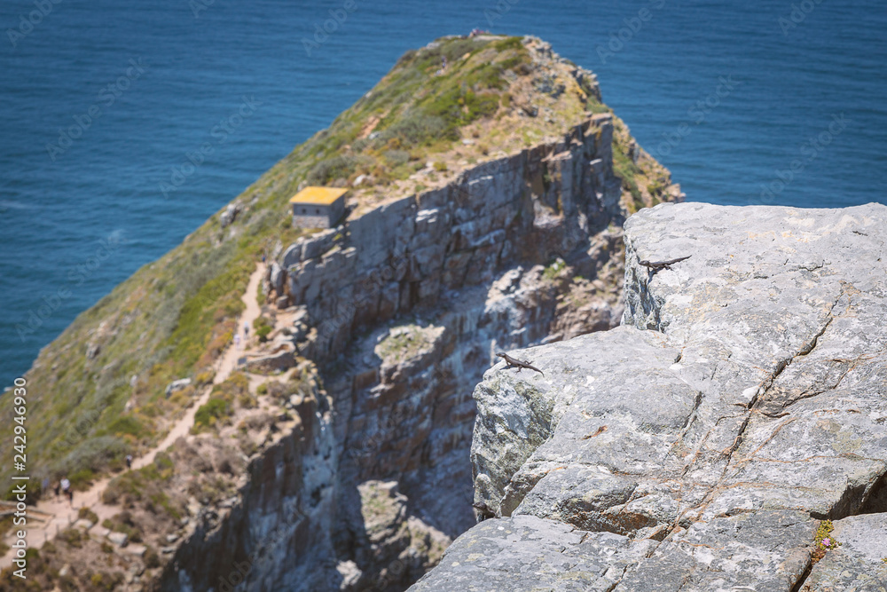 Small agama lizards on the edge of the rock at Cape Point, South Africa