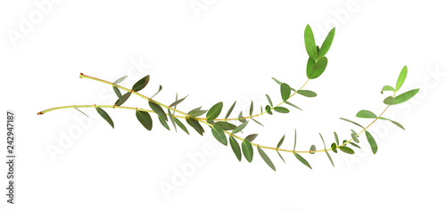 Set of eucalyptus green leaves