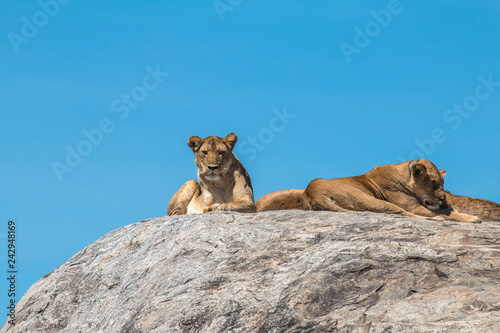 Lion family in Serengeti Tanzania