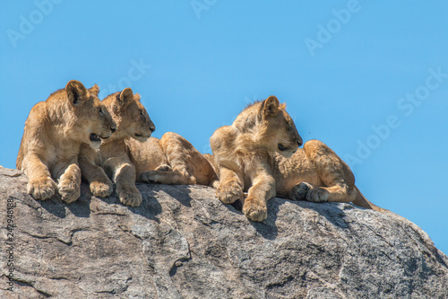 Lion family in Serengeti Tanzania photo