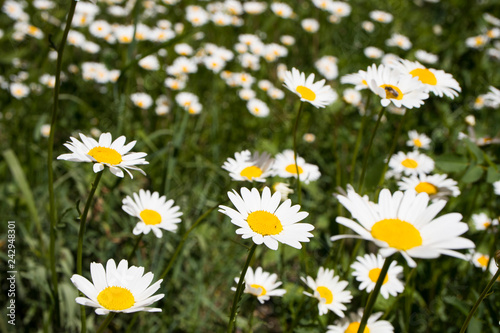 Daisy in a meadow rich in flowers at dawn.