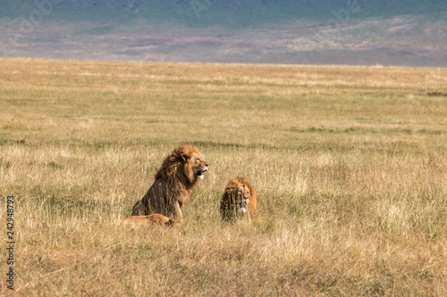 male lion in Ngorongoro Conservation Area Tanzania © hachiko