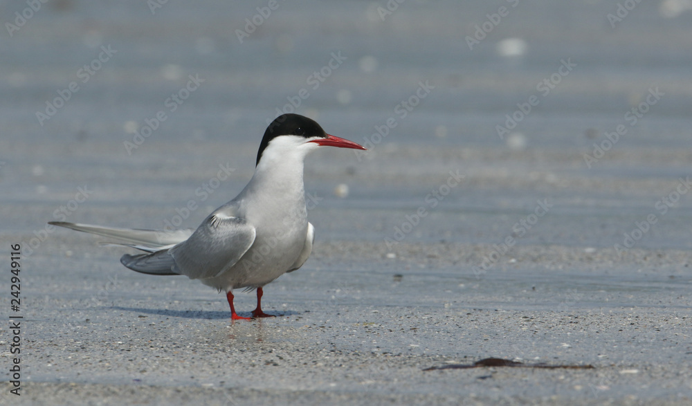 An Arctic Tern (Sterna paradisaea) standing on a beach on North Uist in the outer Hebrides. An Arctic Tern (Sterna paradisaea) standing on a beach on North Uist in the outer Hebrides.