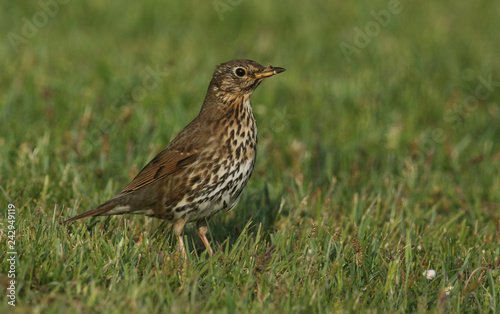 A beautiful Song Thrush (Turdus philomelos) searching for food in the grass.