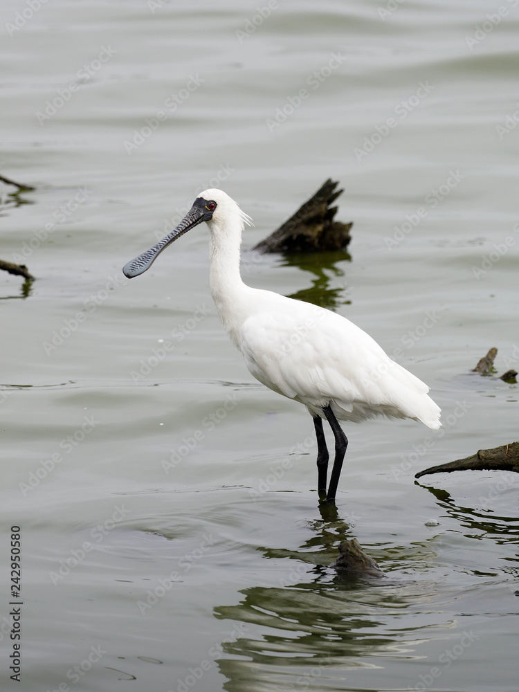 Black-faced spoonbill, Platalea minor Black-faced spoonbill, Platalea minor