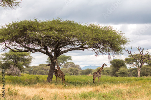 Giraffe in Tarangire National Park Tanzania