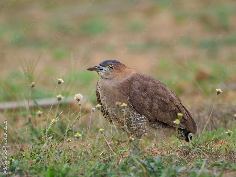 Fototapeta premium Malayan night-heron, Gorsachius melanolophus