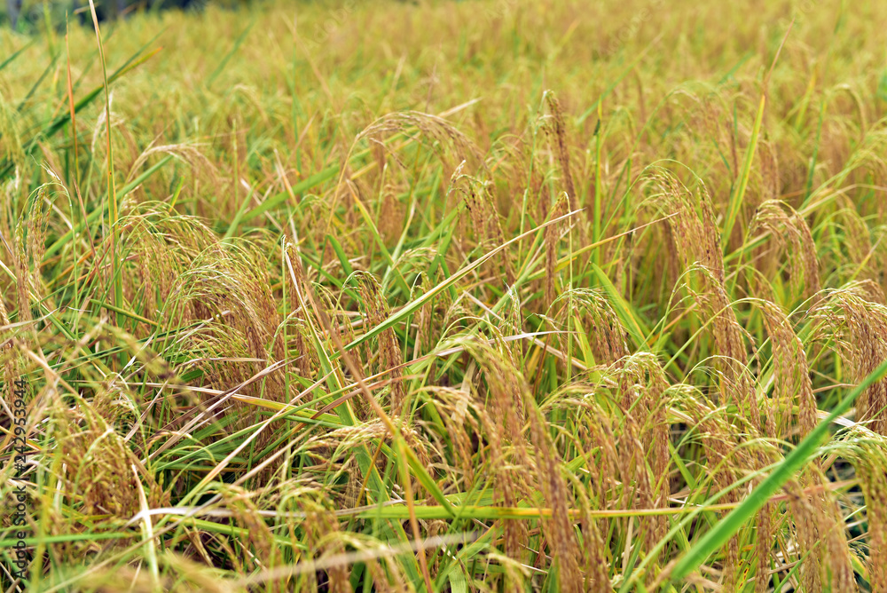 Rice plants growing in the Jatiluwih rice terrace paddies in Bali, Indonesia Rice plants growing in the Jatiluwih rice terrace paddies in Bali, Indonesia