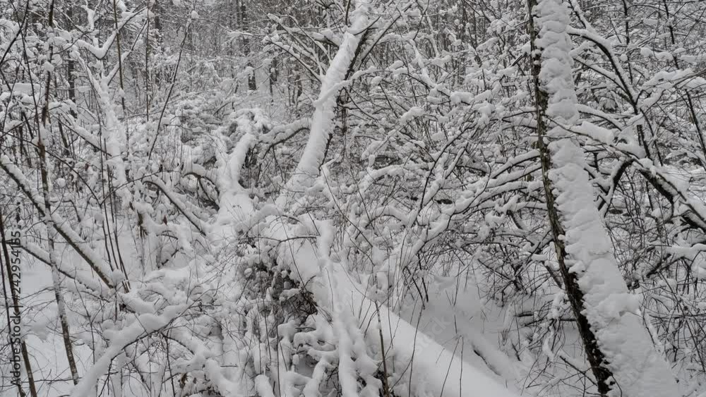 Winter forest, trees covered with fresh snow after snowfalling. Tranquil scene.
Winter forest, trees covered with fresh snow after snowfalling. Tranquil scene.