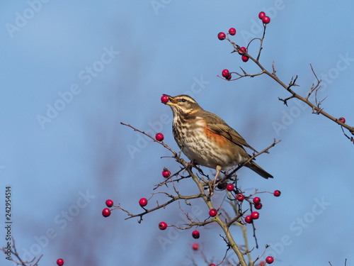 Redwing, Turdus iliacus