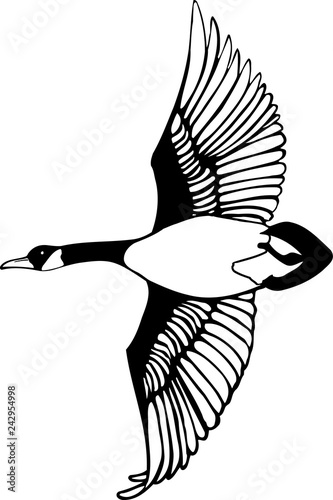 Canadian Goose Illustration