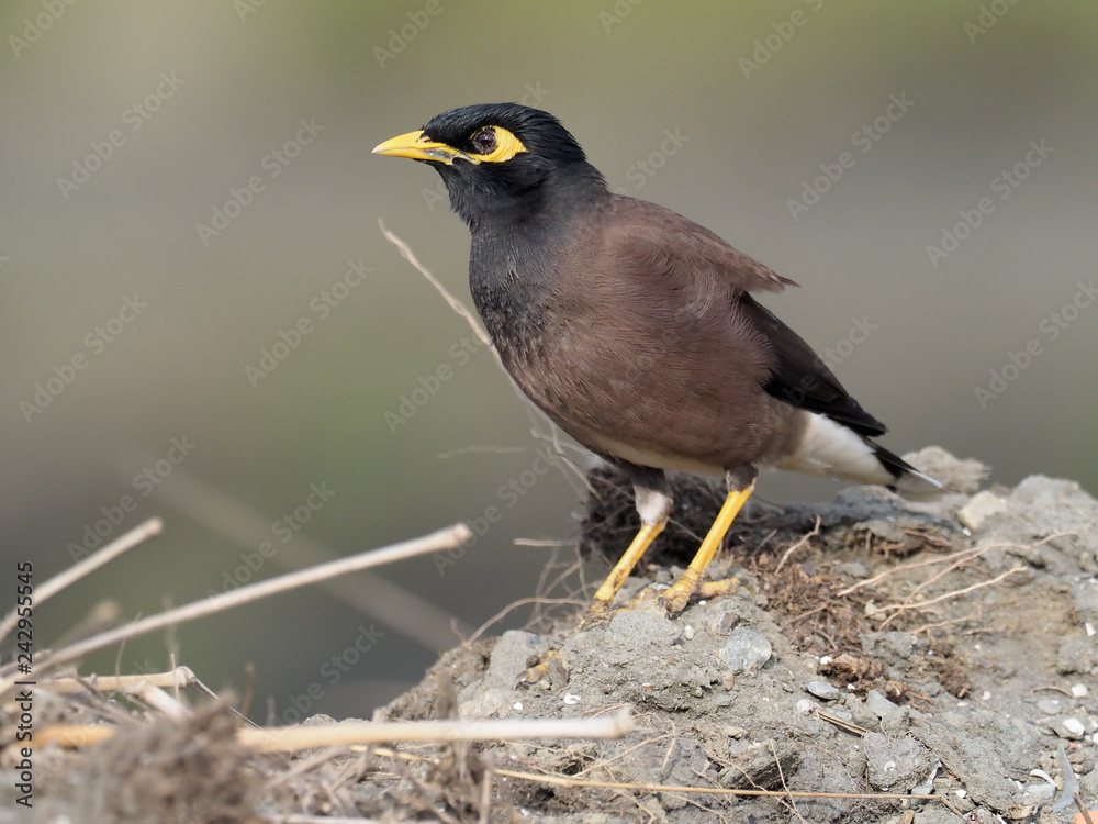 Common myna, Acridotheres tristis Common myna, Acridotheres tristis