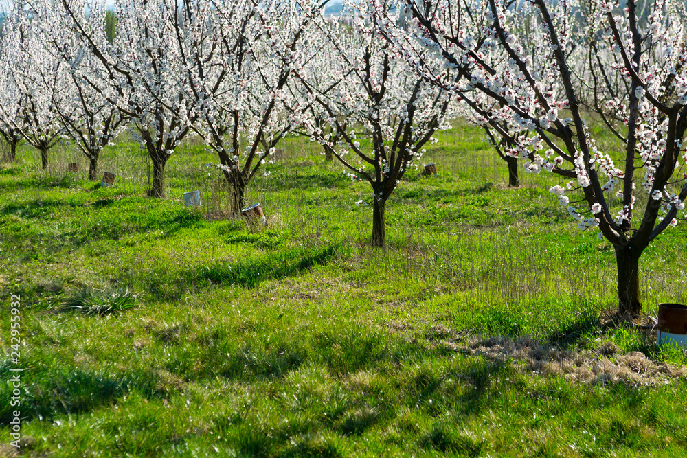 Almond trees at spring