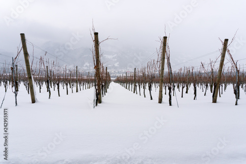 vineyard and grapevines covered in deep snow