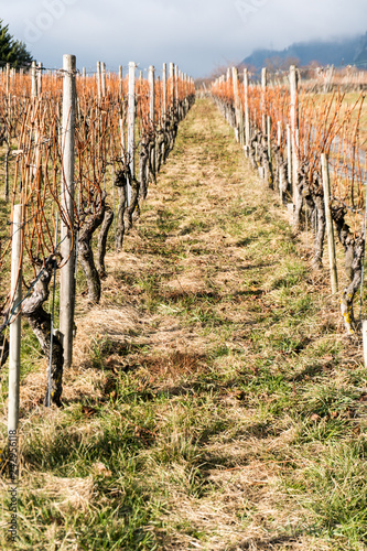 vineyard and pinot noir grapevines in late autumn
